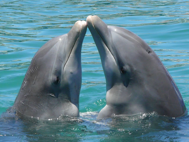 Marinas