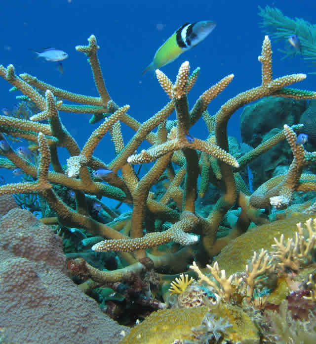 Marinas